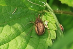 Ohne deutschen Namen (Pachygnatha clercki)