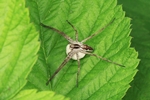 Listspinne (Pisaura mirabilis)