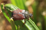 Silbriger Purzelk&auml;fer (Hoplia philantus)