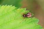 Ohne deutschen Namen (Pachygnatha listeri)