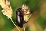 Getreidelaufk&auml;fer (Zabrus tenebrioides)
