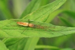 Ohne deutschen Namen (Tetragnatha montana)