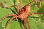 Gerandete Jagdspinne (Dolomedes fimbriatus)