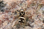 Zebraspringspinne (Salticus scenicus)