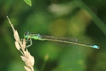Kleine Pechlibelle (Ischnura pumilio) - M&auml;nnchen