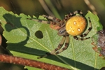 Vierfleck-Kreuzspinne (Araneus quadratus)