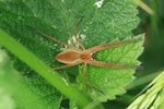 Listspinne (Pisaura mirabilis)