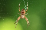 Gartenkreuzspinne (Araneus diadematus)
