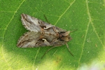 Gammaeule (Autographa gamma)