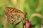 Gro&szlig;er Perlmuttfalter (Argynnis aglaja)