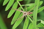 Listspinne (Pisaura mirabilis)