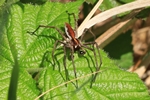 Listspinne (Pisaura mirabilis)