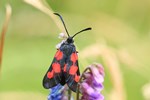 Sumpfhornklee-Widderchen (Zygaena trifolii)