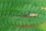 Ohne deutschen Namen (Tetragnatha montana)