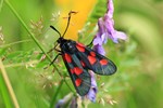 Kleines F&uuml;nffleck-Widderchen (Zygaena viciae)