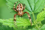 Gartenkreuzspinne (Araneus diadematus)
