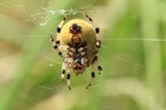 Vierfleck-Kreuzspinne (Araneus quadratus)