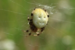Vierfleck-Kreuzspinne (Araneus quadratus)