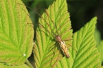 Ohne deutschen Namen (Tetragnatha montana)