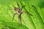 Listspinne (Pisaura mirabilis)