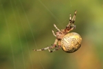 Marmorierte Kreuzspinne (Araneus marmoreus)