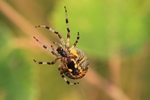 Marmorierte Kreuzspinne (Araneus marmoreus)