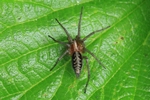 Labyrinthspinne (Agelena labyrinthica)