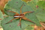 Gerandete Jagdspinne (Dolomedes fimbriatus)