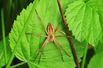 Listspinne (Pisaura mirabilis)