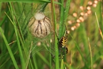 Wespenspinne (Argiope bruennichi) bewacht ihren Eikokon