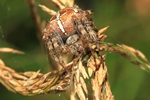 Gartenkreuzspinne (Araneus diadematus)
