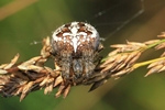 Marmorierte Kreuzspinne (Araneus marmoreus)