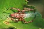 Gartenkreuzspinne (Araneus diadematus)