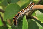 Dreizack-Pfeileule (Acronicta tridens)