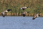 Kanadag&auml;nse kurz vor der Landung