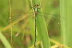Weidenjungfer - Weibchen