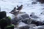 Meerstrandl&auml;ufer (Calidris maritima)