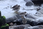 Meerstrandl&auml;ufer (Calidris maritima)