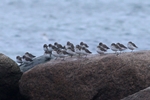 Alpenstrandl&auml;ufer (Calidris alpina)