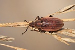 Birnen-Gr&uuml;nr&uuml;ssler (Phyllobius pyri)