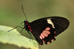 Parides iphidamas/Kuhherz/Cattleheart