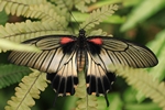 Papilio memnon/Gro&szlig;er Mormone/Great Mormon - Weibchen