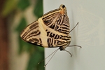 Colobura dirce/Mosaikfalter/Zebra Mosaic
