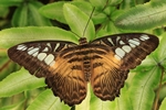Parthenos sylvia/Brauner Segelfalter/Clipper