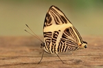 Colobura dirce/Mosaikfalter/Zebra Mosaic