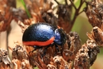 Ohne deutschen Namen (Chrysolina sanguinolenta)