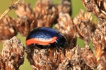 Ohne deutschen Namen (Chrysolina sanguinolenta)