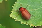 Rotbrauner Laubk&auml;fer (Serica brunna)