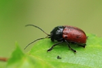 Ohne deutschen Namen (Cryptocephalus coryli)