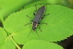 Eichenweichk&auml;fer (Cantharis obscura)